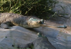 Chitwan, chovná stanice Gaviálů indických