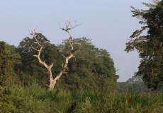 Národní park Chitwan