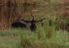 Chitwan, Anhinga rezavá