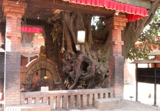 Bakhtapur, chrám Indrayani, posvátný strom