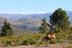 Národní park de Peneda