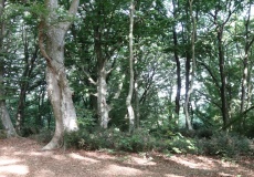 Monte Raschio starověký depresivní bukový les, památka UNESCO