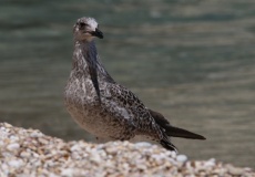 Gargano, Mattinata, zátoka Zagare